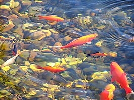 錦鯉,魚,池