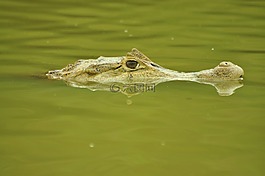 鳄鱼,开曼,cocodrile