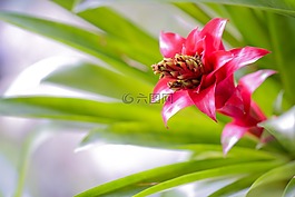 蘭花,花,自然