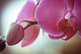 蘭花,花,自然