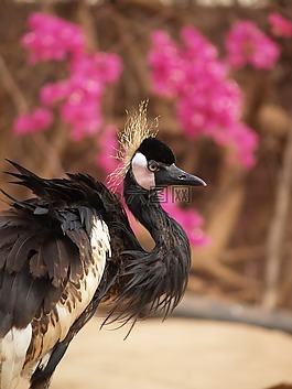 動物,鳥,性質(zhì)