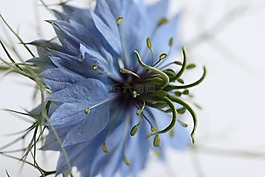 藍(lán)色,花,花瓣