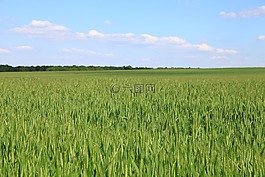 字段,小麥,麥田