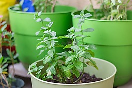 薄荷,植物,花園
