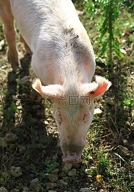 豬,粉色,農(nóng)場(chǎng)