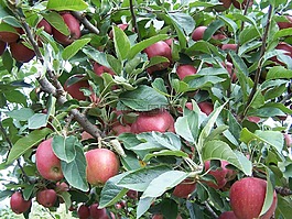 蘋(píng)果,樹(shù),水果