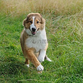 狗,牧羊犬,運(yùn)行