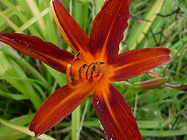 天莉莉,性質(zhì),花