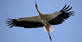 鳥,鸛,飛行