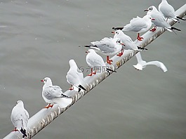 鷗,飛,鳥