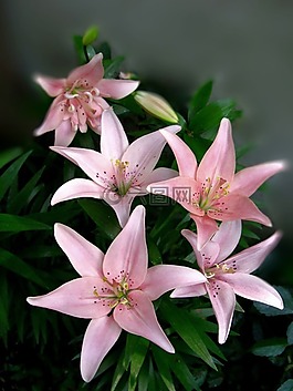 玫瑰,百合,花卉