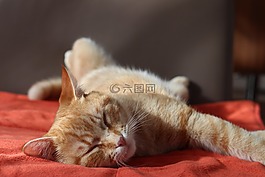 貓,沙發(fā),動物
