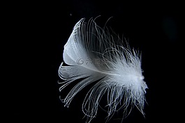 鋼筆,鳥,性質(zhì)