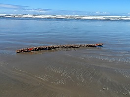 漂流木,海洋,水