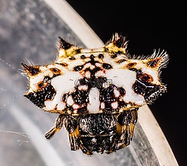 小蜘蛛,節(jié)肢動(dòng)物,關(guān)閉