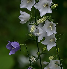 花,桔梗,性質