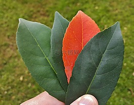 葉子,秋天,秋天的顏色