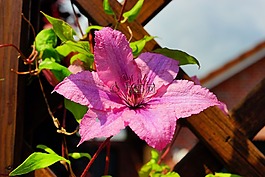 開花,花,鐵線蓮