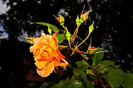 花,開花,玫瑰