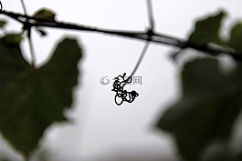 葡萄藤,植物,秋