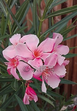 花,性質(zhì),花性質(zhì)