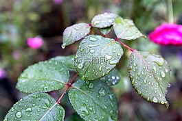 雨,滴,植物