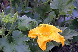 南瓜,花,南瓜開花