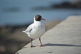 鳥,海鷗,燕鷗