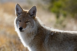 郊狼,野生動物,自然