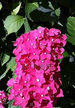繡球,鮮花,小