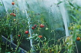 西紅柿,溫室,別墅