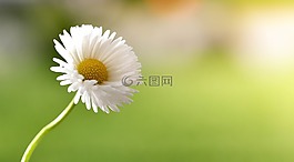 雛菊,花,指出花