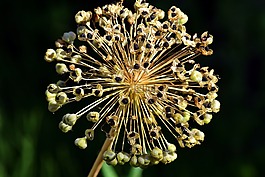 韭菜,观赏葱,开花