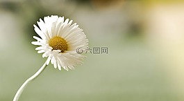 雛菊,花,指出花