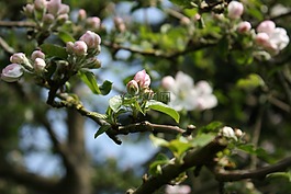 蘋果花,蘋果樹,春天