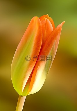 性質(zhì),花,春天