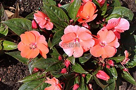 花,粉紅色,美麗