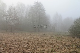 森林,霧,有霧