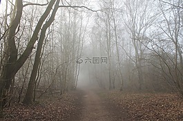 森林路徑,霧,樹木