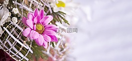 花卉,花束,白