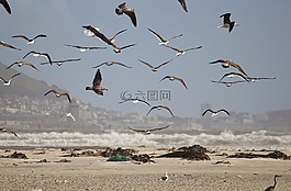 海鷗,鳥類,飛