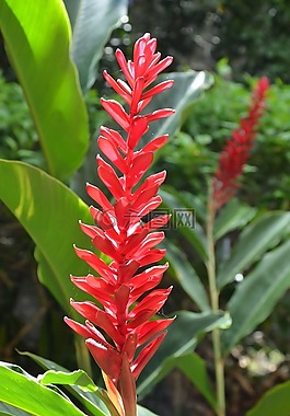 花,丛林,红色