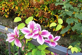 秋花,铁线莲,花园围墙