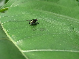 飛,葉子,昆蟲