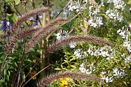 鮮花,草,綠色