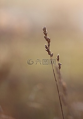 草,三月,性質(zhì)