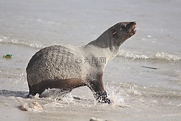 密封,海,海灘