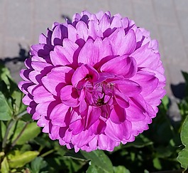 花,性質,粉紅色