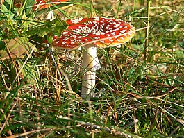 毒菌,蘑菇,自然
