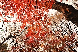 秋季樹葉,公園,晚上